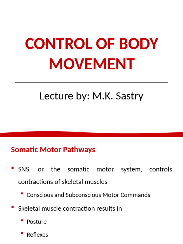 Somatic Motor Pathways Explained | PDF | Motor Neuron | Muscle Contraction