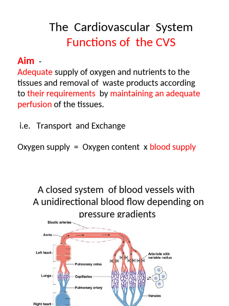 Functions of the Cardiovascular System | PDF | Artery | Vein