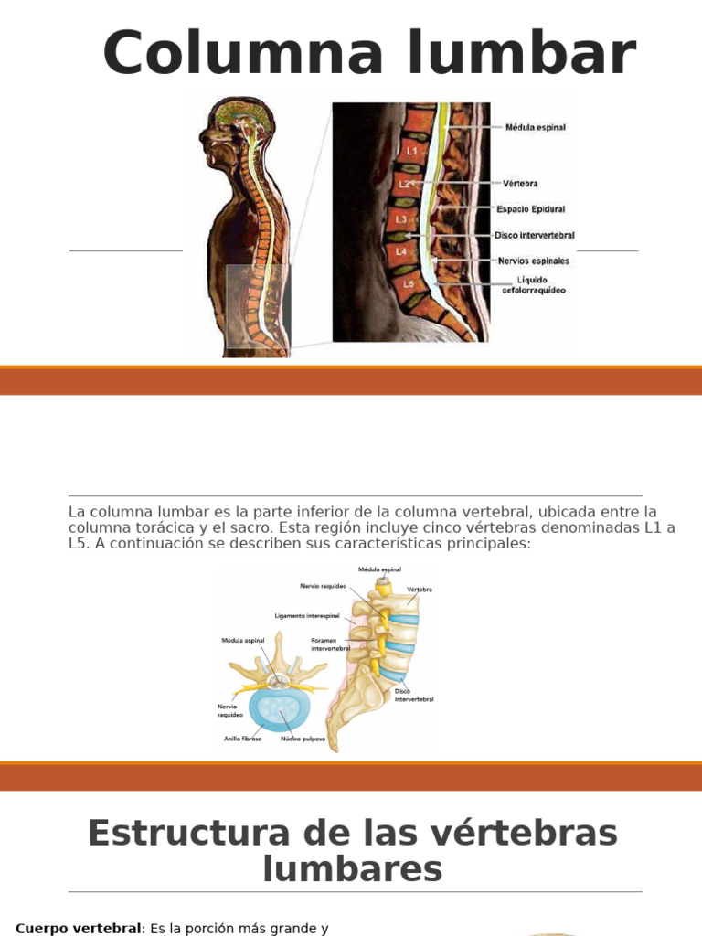 Anatomía y Función de la Columna Lumbar | PDF | La columna vertebral ...