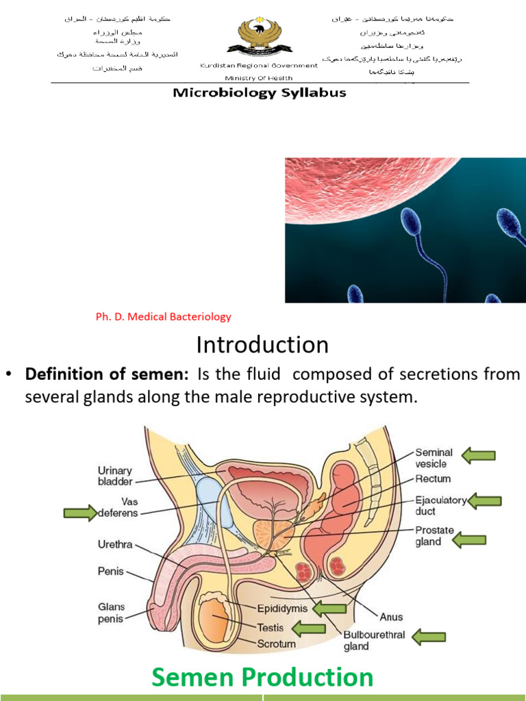 Seminal Fluid Analysis Overview | PDF | Semen | Animal Reproductive System