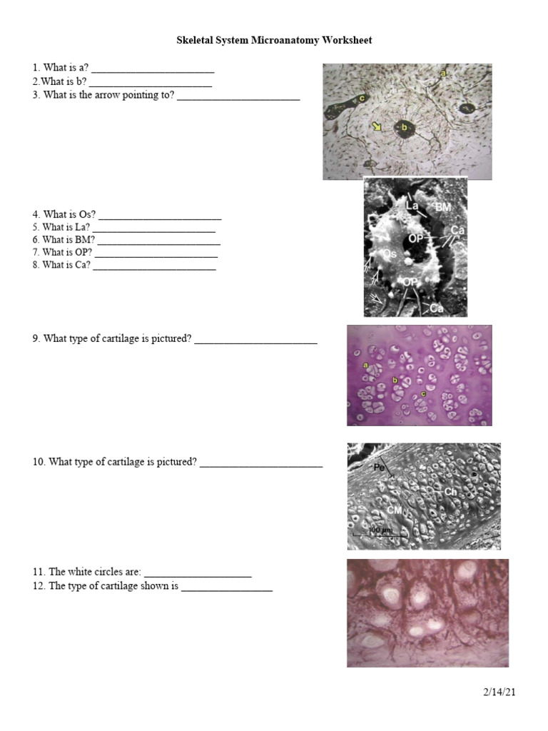 Skeletal System Microanatomy Worksheet18 | PDF