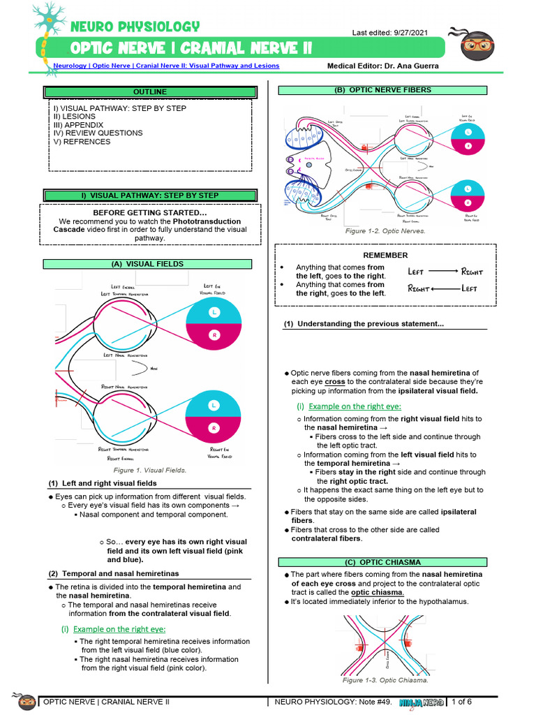 1. Optic Nerve | PDF | Visual System | Occipital Lobe
