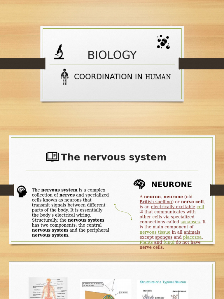 Presentation Biology LAST | PDF | Neuron | Nervous System