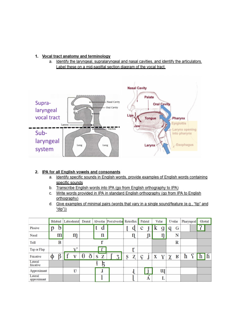 Linguistics/sound Patterns in Human Language Study Guide | PDF | Vowel ...