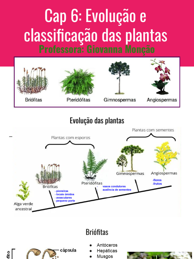 Evolução e Classificação das Plantas | PDF | Plantas | Semente