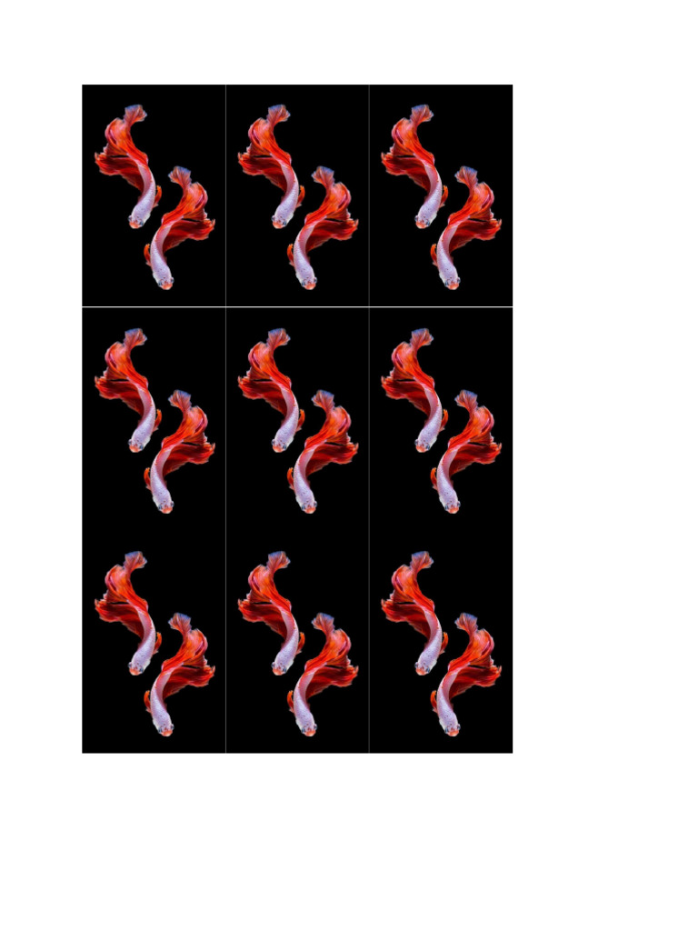 Koi Fish | PDF