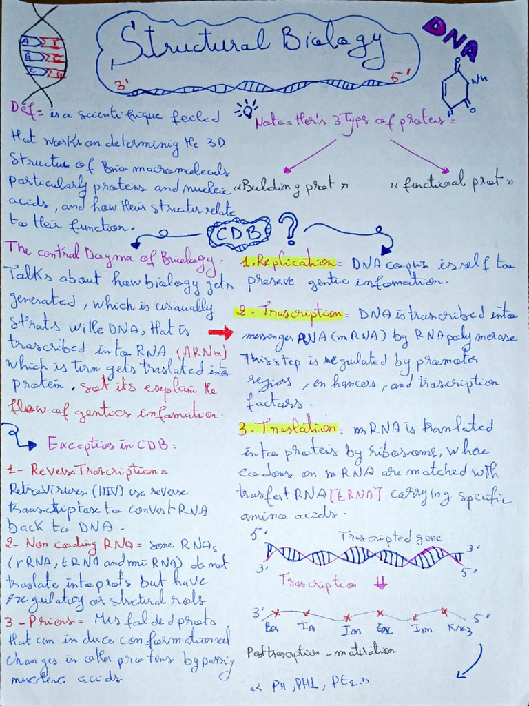 Understanding RNA and DNA Functions | PDF | Biomolecules | Structural ...