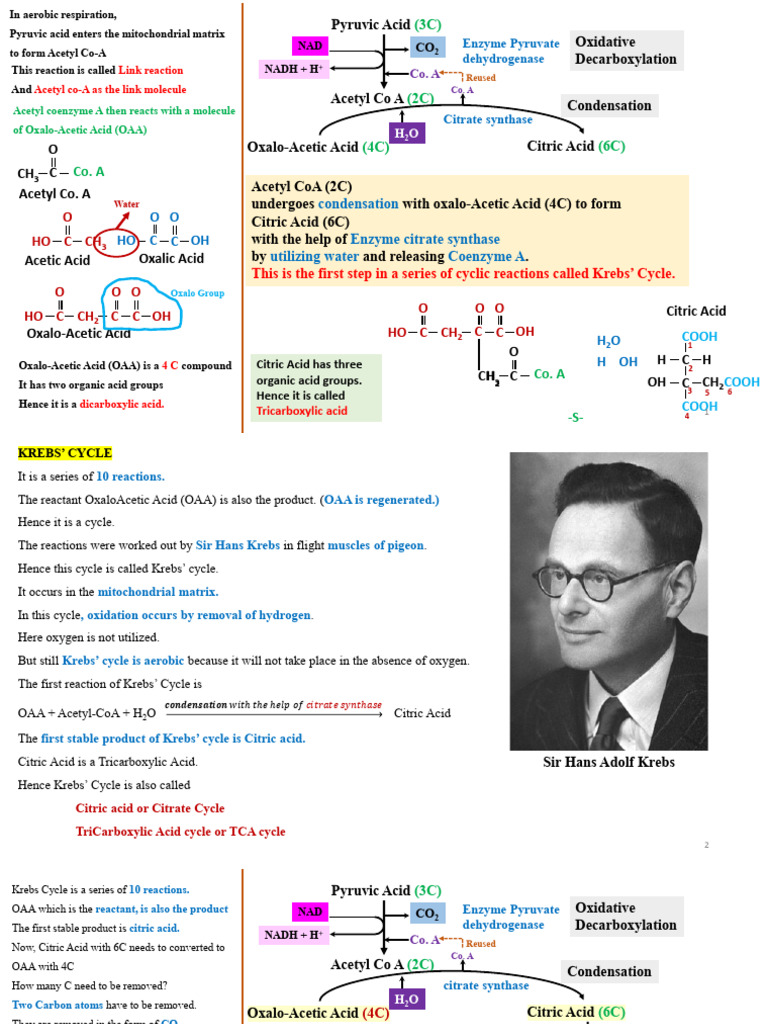 citric acid cycle | PDF | Diet & Nutrition | Chemistry