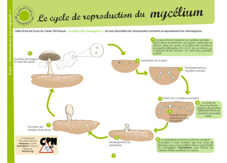 Cycle de reproduction des champignons | PDF | Spore | Eucaryotes