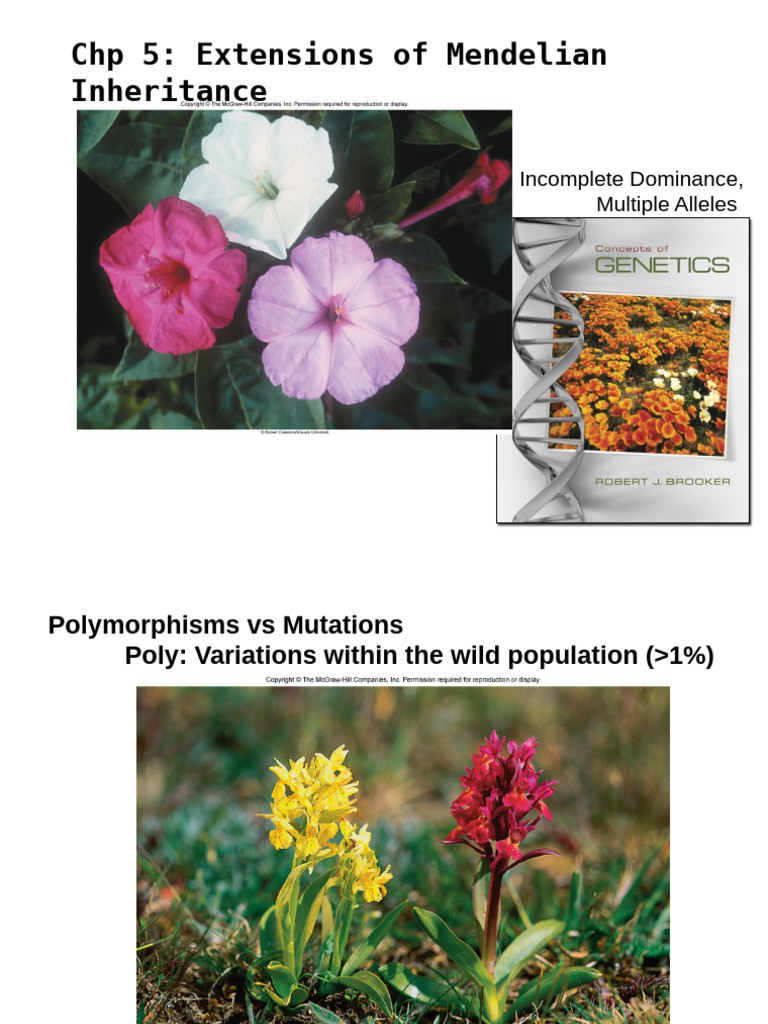 Chp+5+Slides+1 14+Single+Gene | PDF | Dominance (Genetics) | Allele