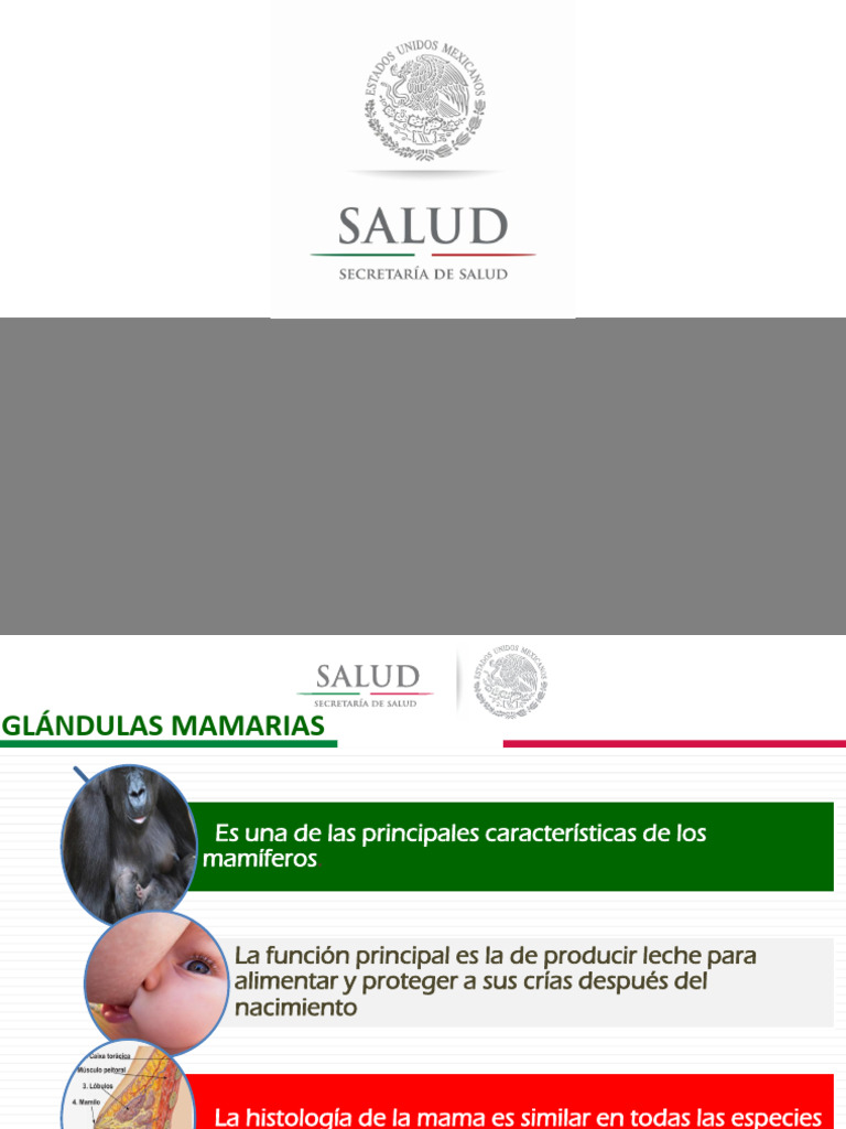 Anatomía y Fisiología de la Mama | PDF | Pecho | Órgano (anatomía)