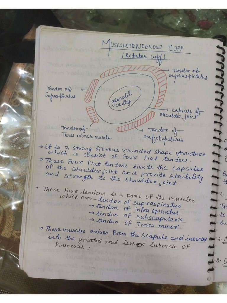 Musculotendenous Cuff and Joints and Nerves of Upper Limb | PDF