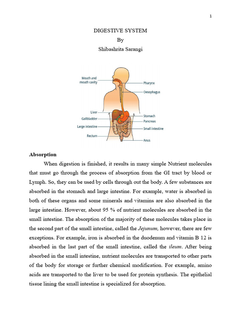 Digestive System Assignment Overview | PDF | Small Intestine ...