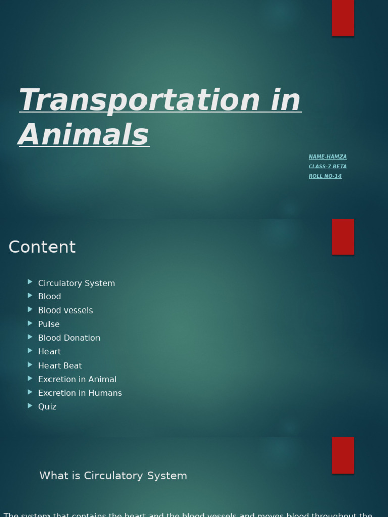 Animal Circulatory and Excretory Systems | PDF | Blood | Heart