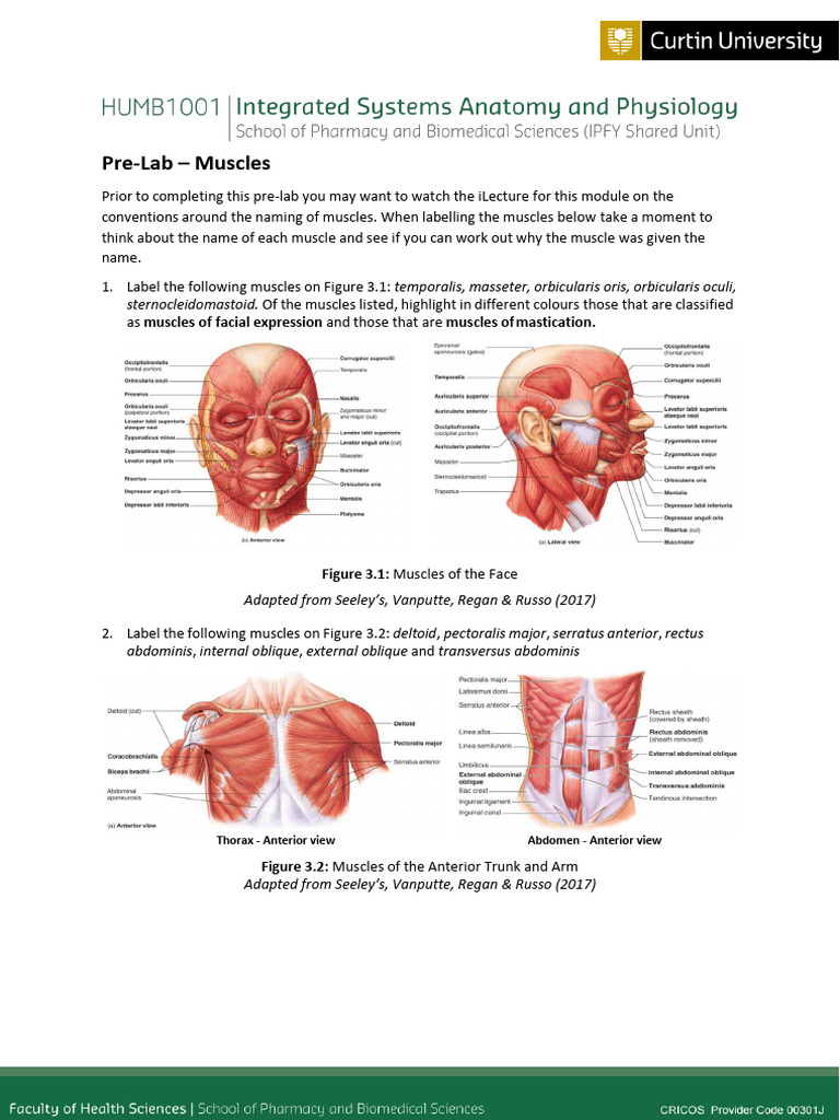 Muscle Labeling Guide for Anatomy Lab | PDF | Human Leg | Primate Anatomy