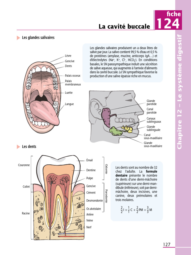 Anatomie de la cavité buccale PDF Dent humaine Anatomie dentaire — free download