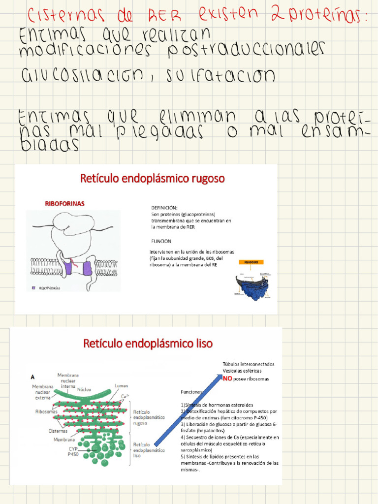Histologia | PDF