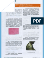 1 Fisioterapia Al Dia Vendaje Neuromuscular