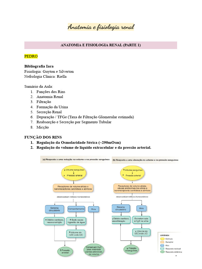 Anatomia e Fisiologia do Rim | PDF | Rim | Sistema urinário