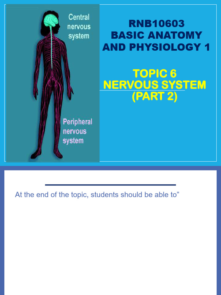 Anatomy & Physiology Study Guide | PDF | Cerebrospinal Fluid | Brainstem