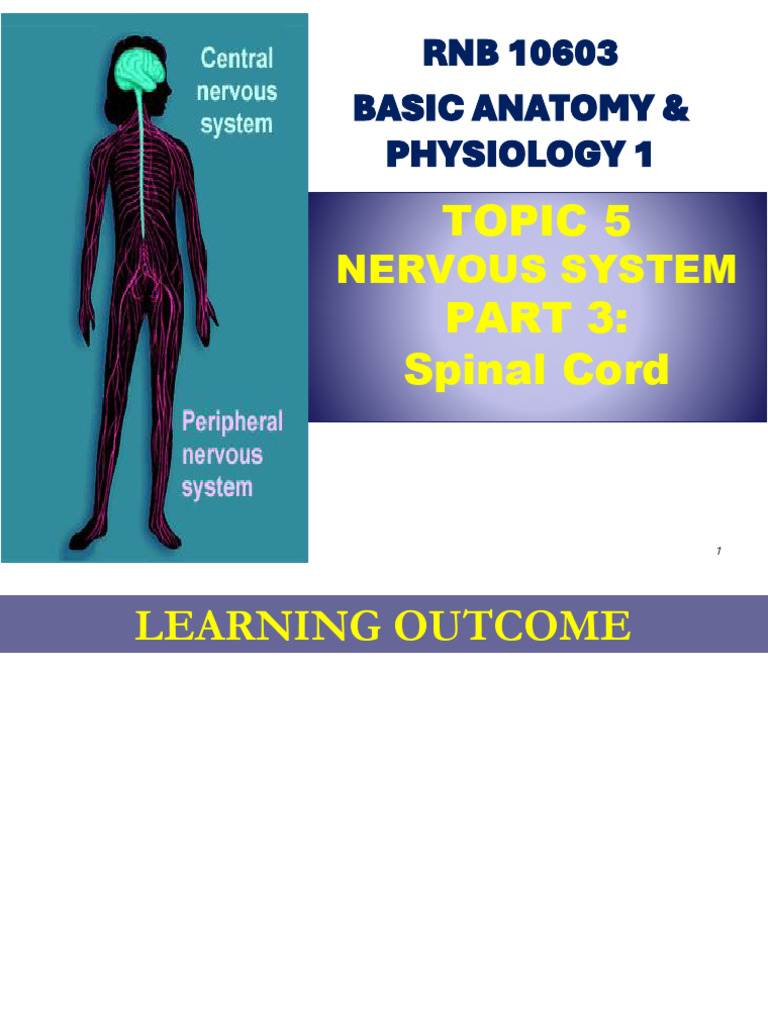 Spinal Cord Anatomy and Functions Explained | PDF | Spinal Cord | Motor ...