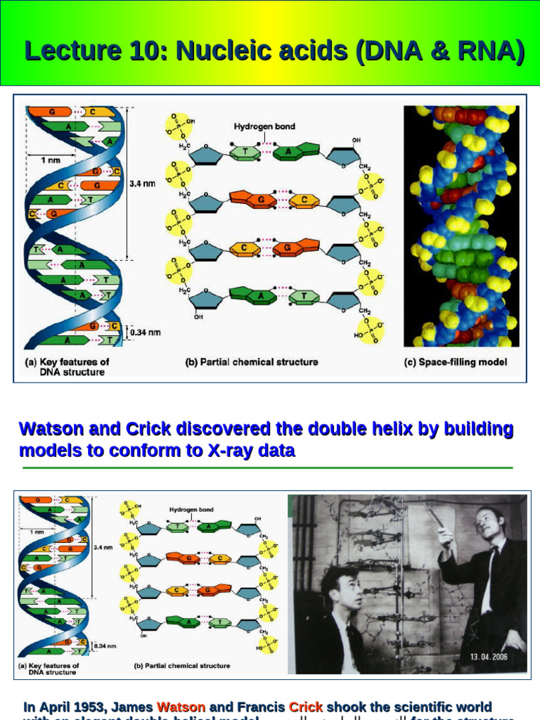 Lecture 10 Dna-1 | PDF | Nucleic Acids | Nucleotides
