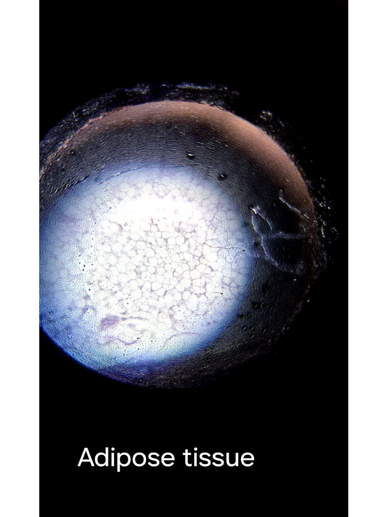 Histo Slide 1st Sem | PDF