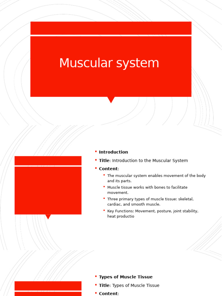 Muscular System | PDF | Muscle Contraction | Muscle