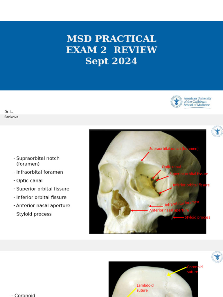 MSD Practical Exam 2 Review Guide | PDF | Common Carotid Artery | Neck