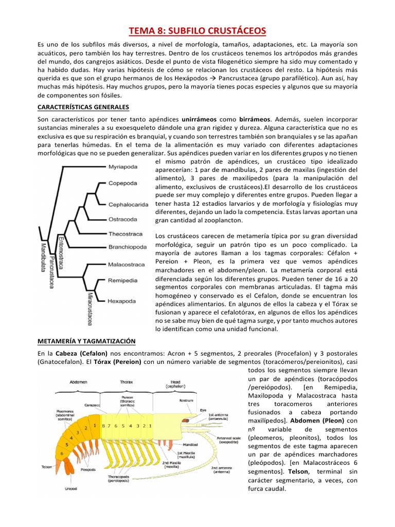 Metamería y Apéndices en Crustáceos | PDF | Crustáceo | Artrópodos