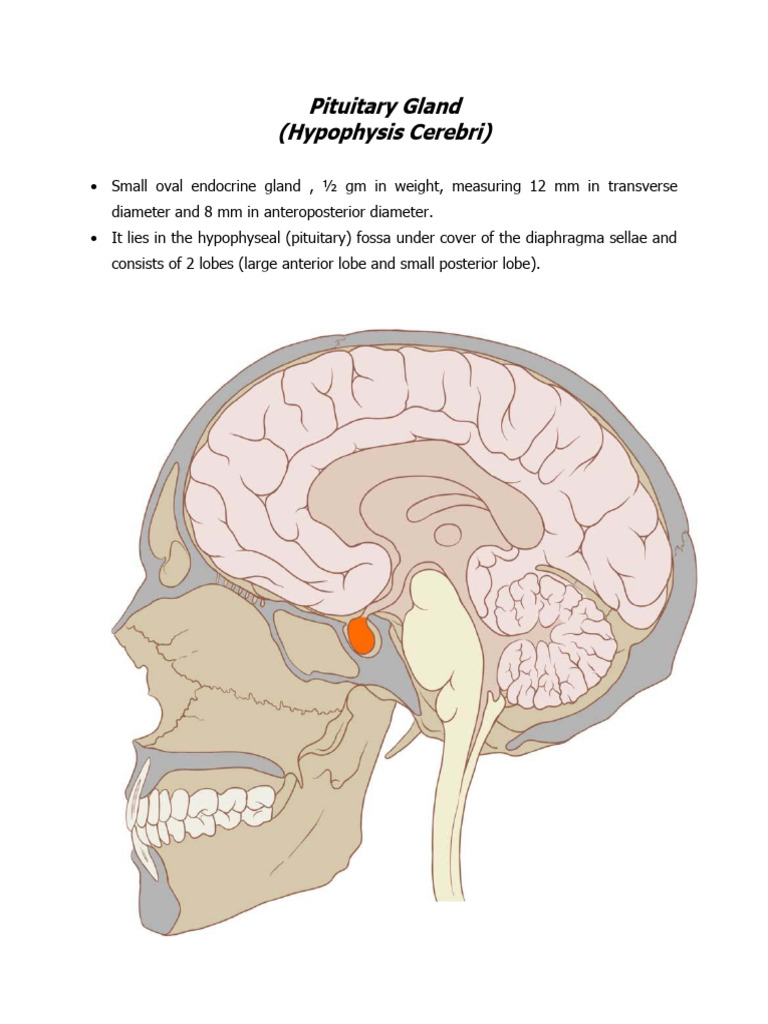 Anatomy Pituitary Gland | PDF