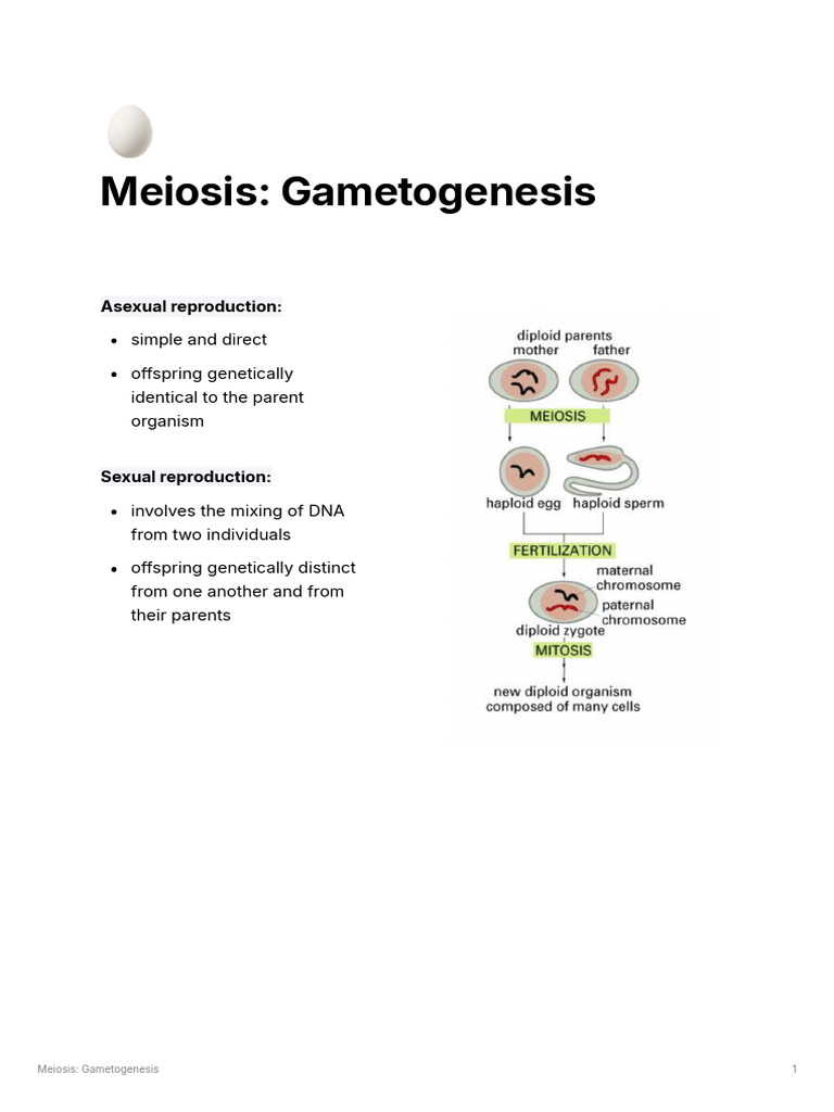 Meiosis Gametogenesis | PDF | Meiosis | Chromosome