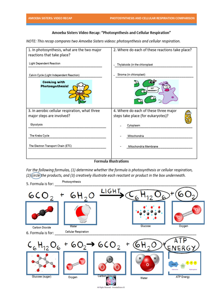 Brendan G Irvin Amoeba Sisters Photosynthesis and Respiration Video Recap PDF Cellular