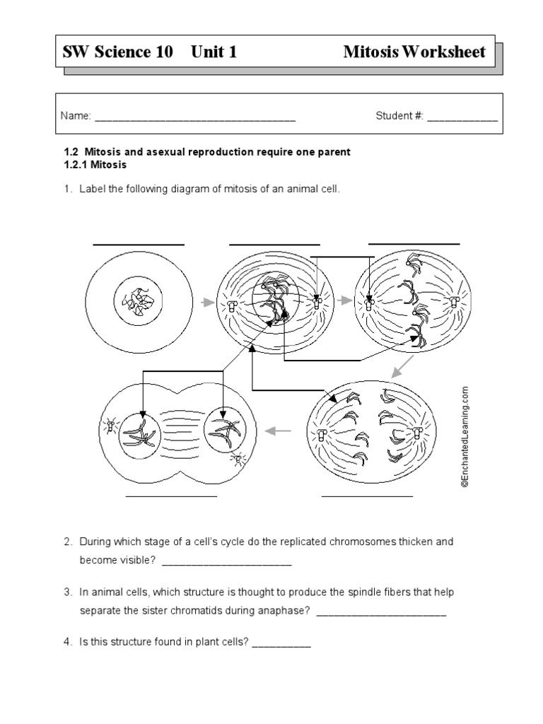 Mitosis Worksheet  PDF  Mitosis  Genetics Regarding Cell Cycle And Mitosis Worksheet