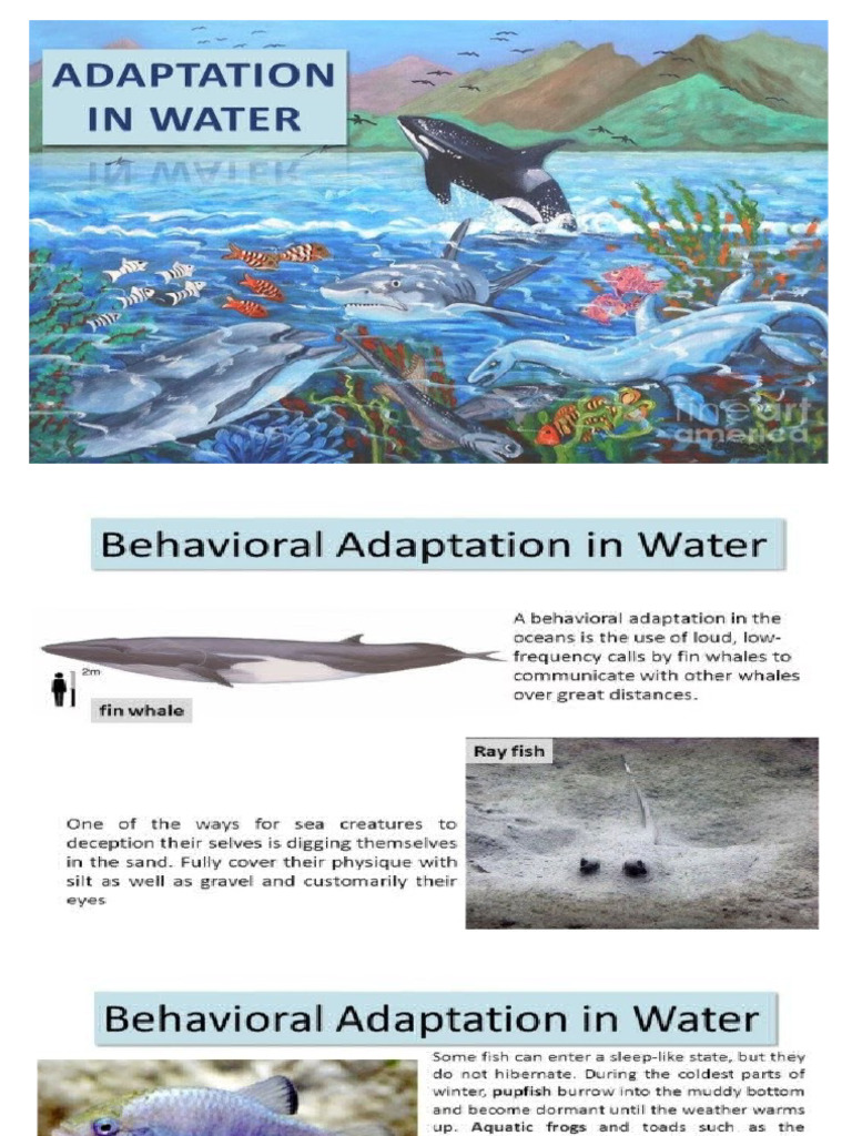 Adaptations | PDF