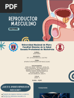 Anatomía y Funciones del Escroto | PDF | Testículo | Artería