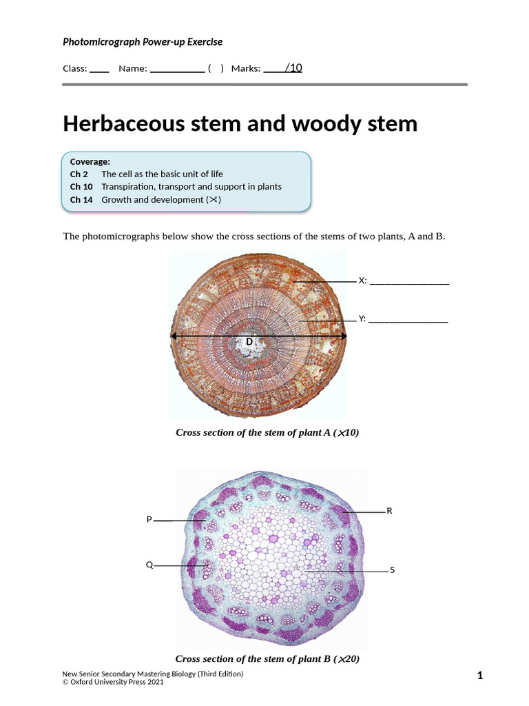 Herbaceous and Woody Stem | PDF | Plant Stem | Organisms