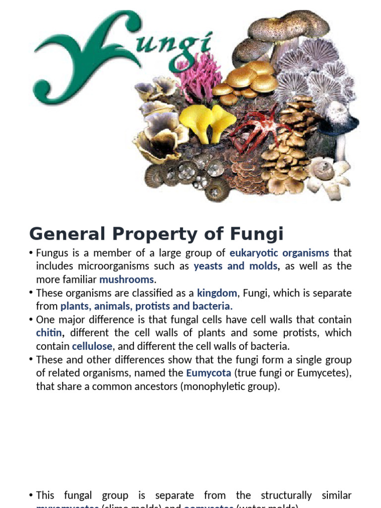 Fungi Pdf Fungus Cell Biology