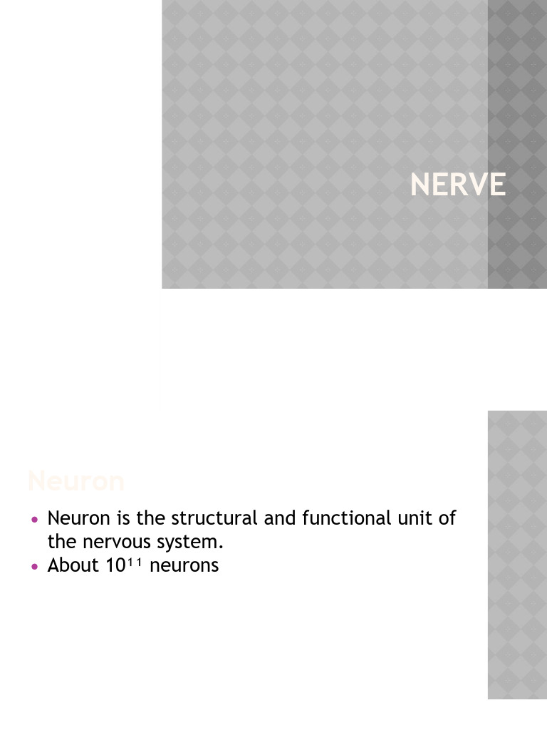 Neuron Structure and Function Overview | PDF | Axon | Neuron