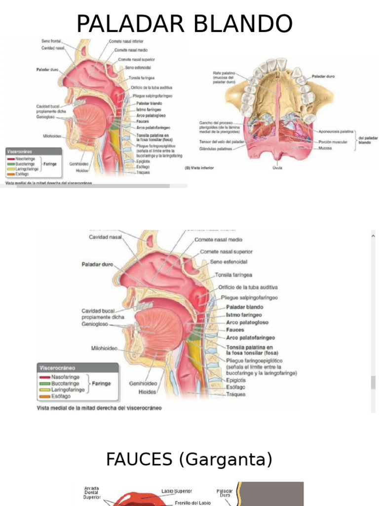Anatomía y Función del Paladar Blando | PDF