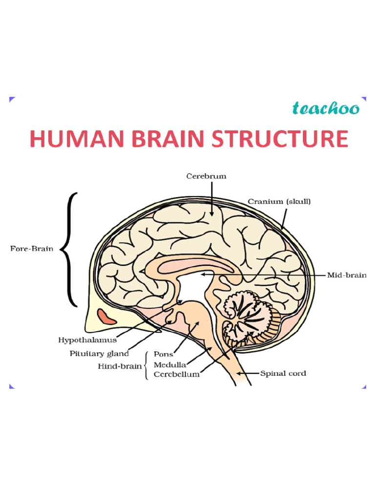 Human Brain | PDF