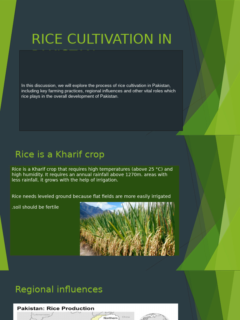 Rice Cultivation in Pakistan - IG 1 SOUTH | PDF | Rice | Agriculture