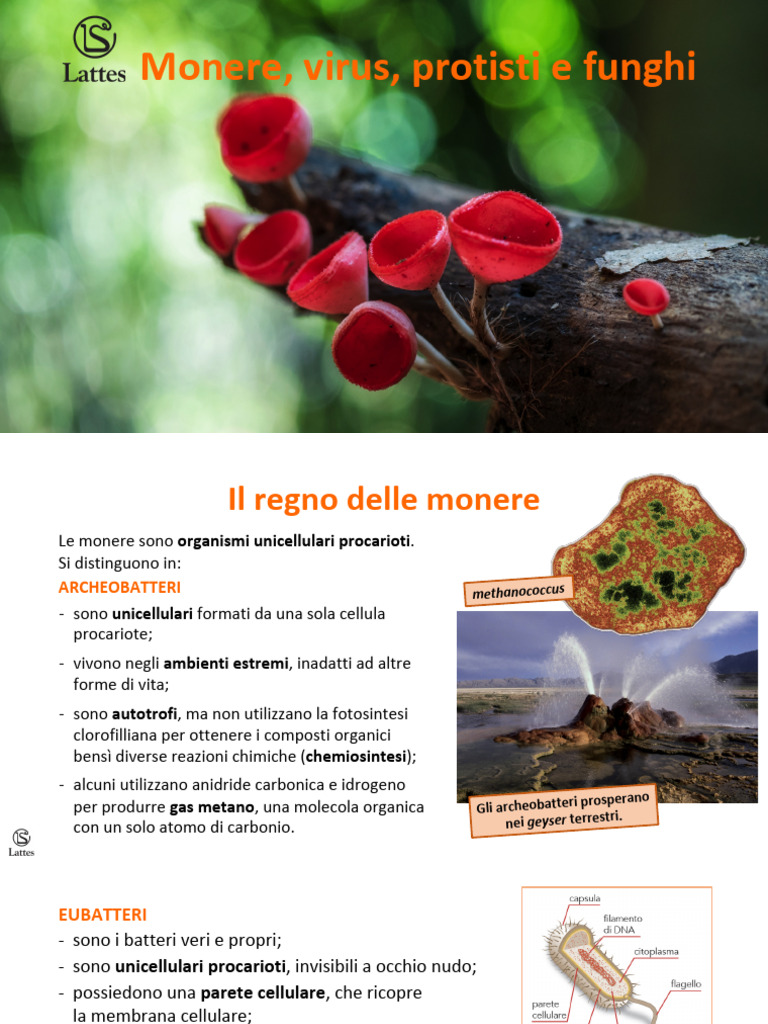 Monere, Virus, Protisti e Funghi | PDF