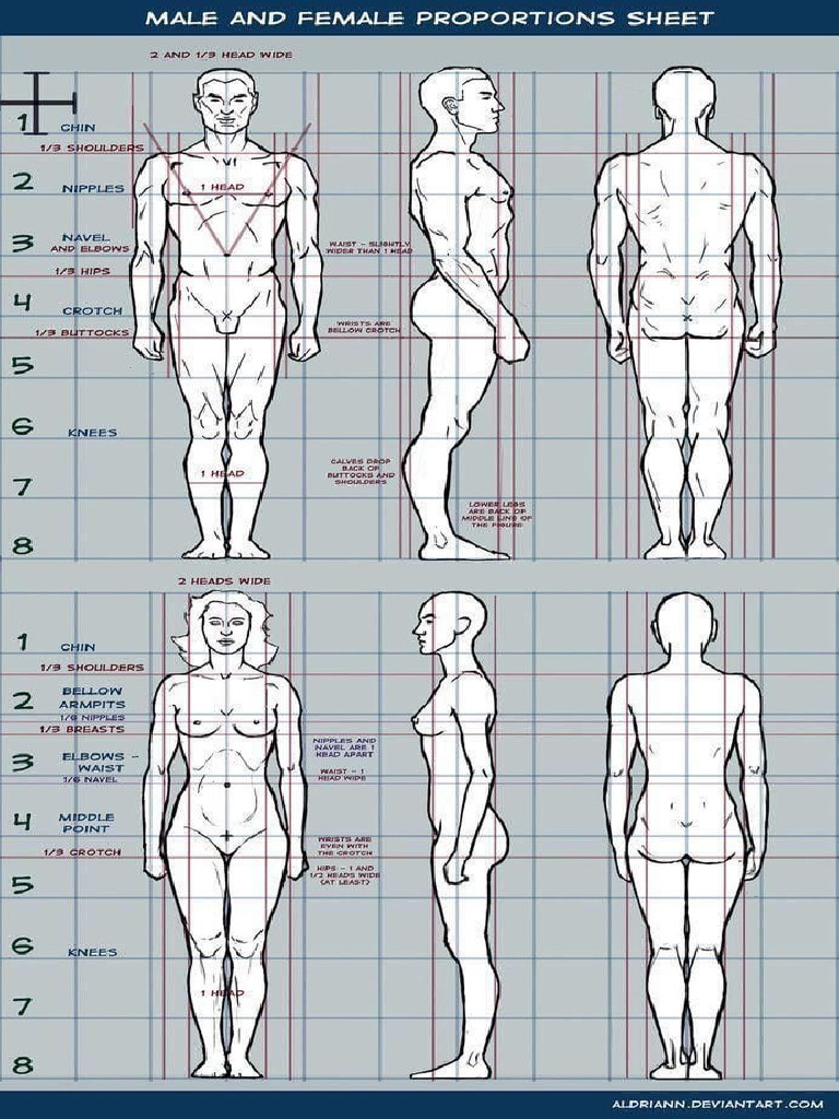 Male and Female Proportions Sheet | PDF