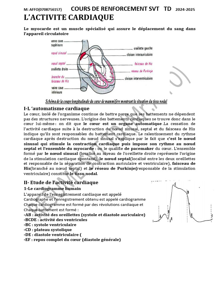 Activité cardiaque et régulation du rythme | PDF | Cœur ...