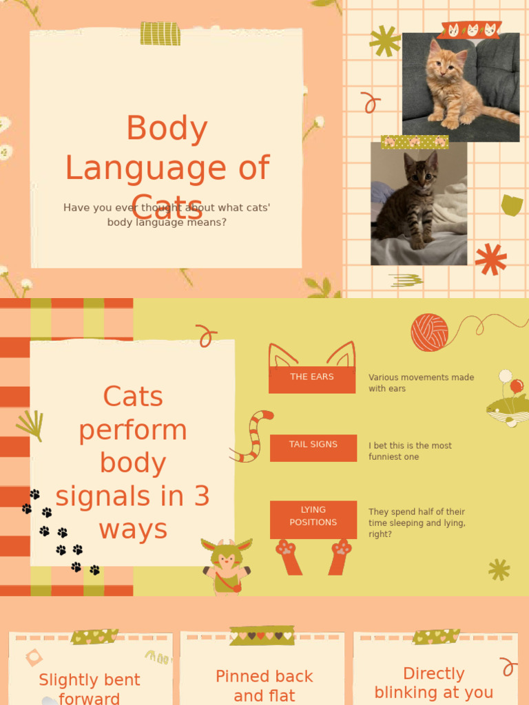 Understanding Cat Body Language | PDF