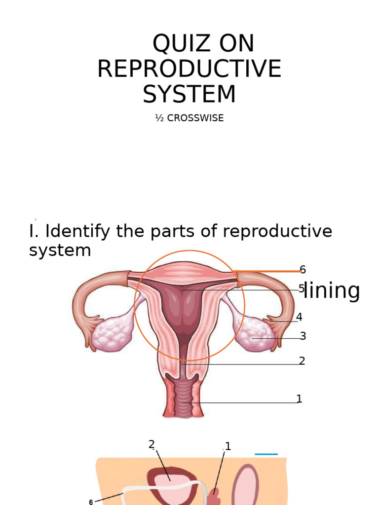 Reproductive System Quiz: Identify Parts | PDF