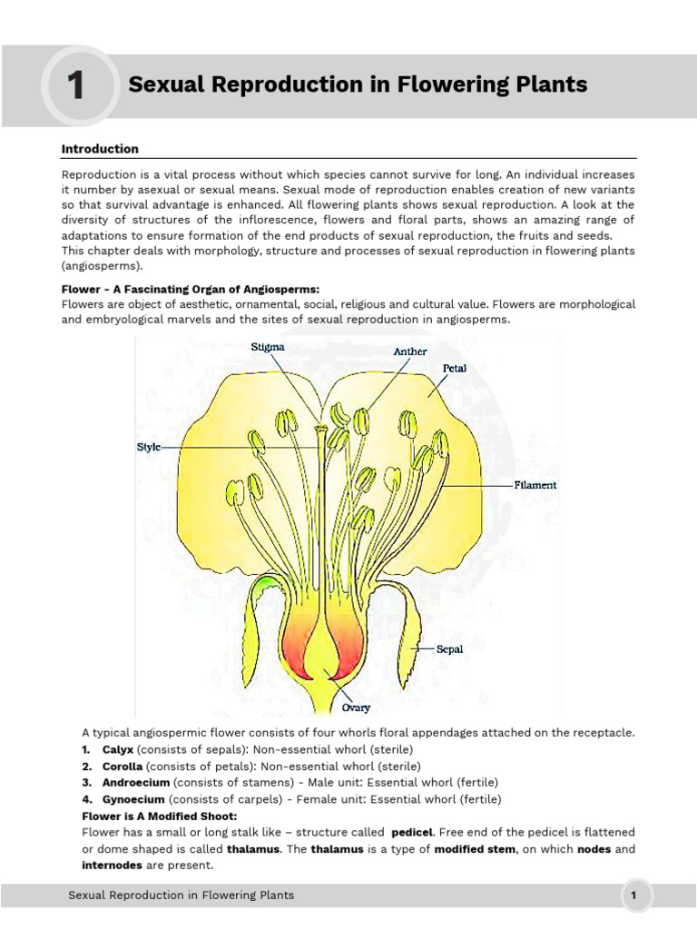 Sexual Reproduction in Angiosperms | PDF | Seed | Flowers