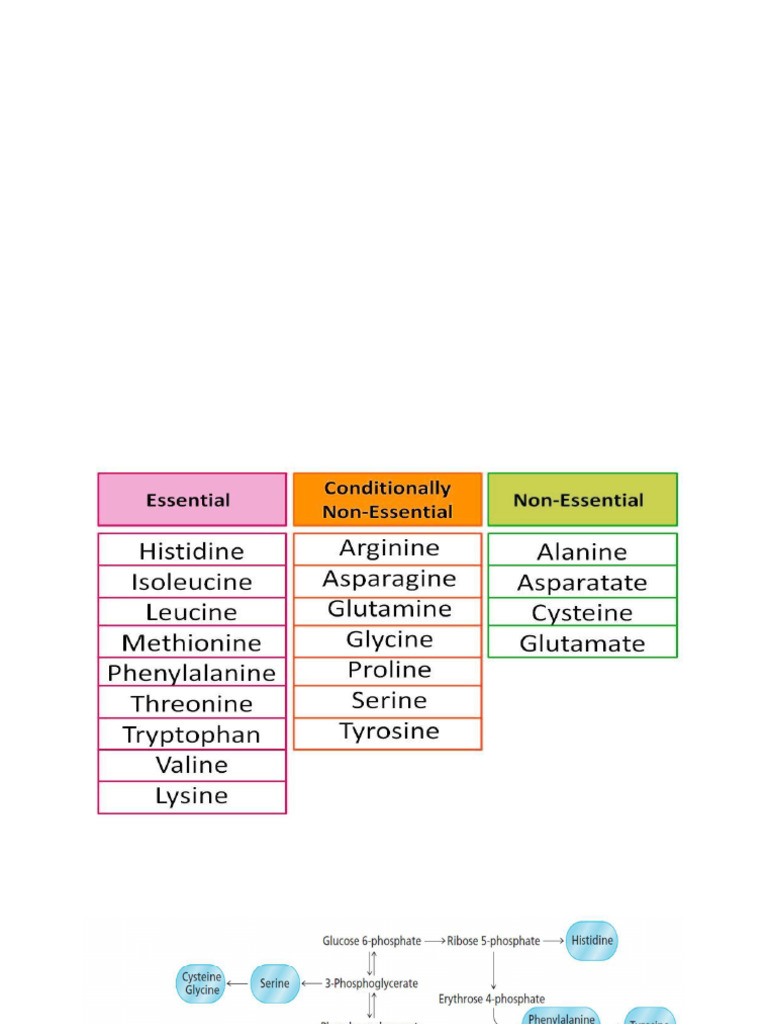 amino acid | PDF | Alpha Helix | Beta Sheet