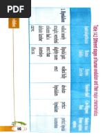Human Evolution Chart | PDF | Homo | Human Evolution